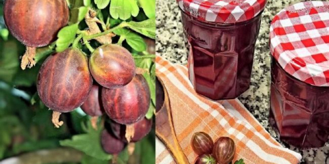 Сладко от цариградско грозде - 10 рецепти за готвене за зимата